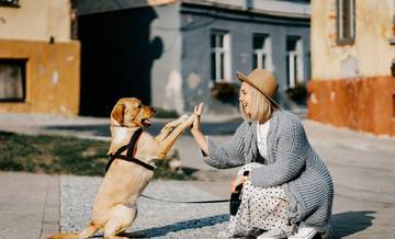 Saiba qual a importância do adestramento para evitar problemas com os pets (Zigmars Berzins/ Pixabay )