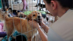 Mais de 40 animais resgatados em Brumadinho são adotados em feira (Reprodução/Vale)