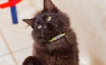 Adote um GatinhoPorém, há algumas regras para fazer uma adoção: - Todas as janelas do apartamento precisam ter telas- Caso seja uma casa, os muros precisam ser altos e não pode haver rotas de fuga para o gato- Além disso, o adotante precisa garantir que tem condições de arcar com todas as despesas, estar disposto a assinar um termo de responsabilidade e receber os protetores em casa no dia de receber seu novo animal para a averiguação da segurança da casaCaso não possa adotar mas queira contribuir, basta acessar o link da instituição. 