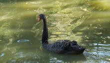 Parque do Rio adota novo cisne-negro após assassinato de ave da mesma espécie