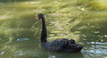 Lord, o novo cisne-negro do parque Guinle
