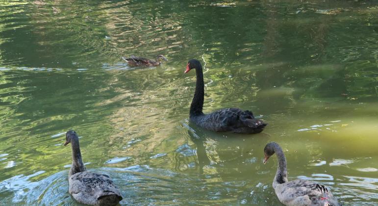 Lord ao lado de outros cisnes no lago do parque