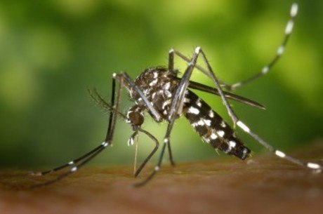 Durante a vida, a fêmea do Aedes pode dar origem a 1.500 ovos