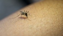 Ter pego dengue aumenta chance de covid sintomática, indica estudo