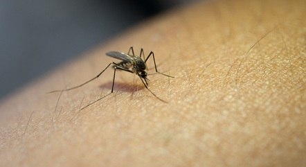 Brasil já registrou mais de 700 mortes por dengue neste ano