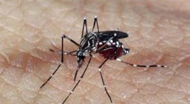 O mosquito Aedes aegypti causou mais de 8 mil casos esse ano em SP