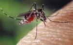 aedes-aegypit-dengue