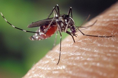 Doença é transmitida por mosquito Aedes aegypti