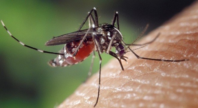 O mosquito Aedes aegypti  o transmissor da zika, dengue e chikungunya 