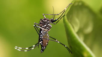 A medida que aumenta la transmisión en América Latina, la OMS recomienda la primera vacuna contra el dengue – Noticias