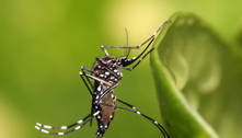Casos de dengue no Brasil aumentam 15,8% em 2023 