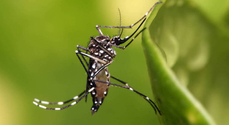 Dengue, chikungunya e zika são transmitidas pelo mosquito Aedes aegypti (foto)