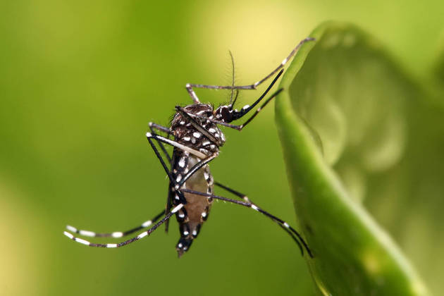 Mosquitos (diversas espécies)Essescertamente estão no topo da lista dos causadores de morte dos seres humanos;várias espécies de mosquito são vetores de doenças como malária, dengue, zika,chikungunya, leishmaniose, encefalites, entre outras. 