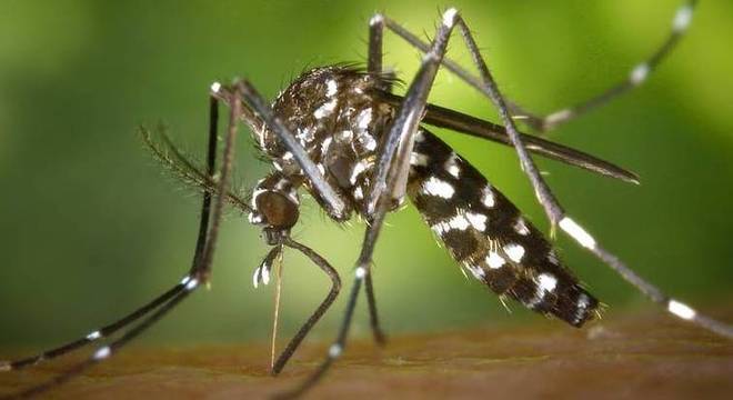 O mosquito Aedes aegypti Ã© transmissor da zika e tambÃ©m da febre do Rift Valley