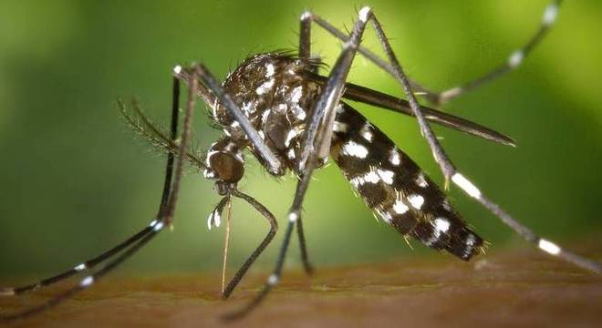 Mosquito Aedes aegypti é o transmissor da dengue, zika e chicungunya