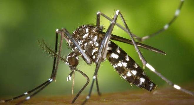 Aedes aegypti é o transmissor da dengue, zika e chikungunya
