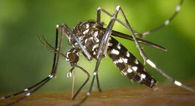 Em comum, a dengue e a zika são transmitidas pelo mosquito Aedes aegypti