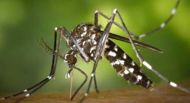O mosquito Aedes aegypti é o transmissor da dengue