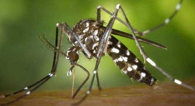 O mosquito Aedes Aegypti transmite chikungunya, dengue e zika