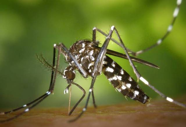 O Aedes egypti transmite dengue, zika e chikungunya, no momento, no Brasil. É preto com listras brancas, que na verdade são escamas, e dispõe de um desenho no tórax que lembra uma lira (instrumento musical). Voa baixo e por isso costuma picar pés e tornozelos, principalmente no início da manhã e final da tarde, quando a temperatura está mais amena. Próprio de áreas tropicais, não resiste a baixas temperaturas. Sua principal fonte de alimentação é o sangue humano. É um mosquito urbano que se prolifera em áreas com grande continente populacional