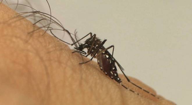 Vacina contra chikungunya já passa por testes em humanos