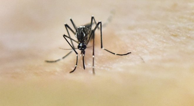 Dengue  transmitida pelo mosquito Aedes Aegypti