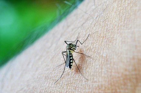 Doenças transmitidas pelo Aedes aegypti deixam alerta