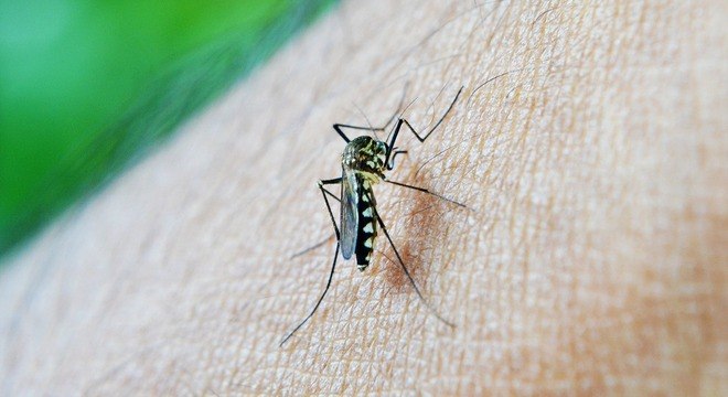 O mosquito Aedes aegypti transmite dengue, zika e chikungunya
