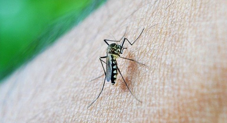 Casos de dengue aumentam 113,7% nos quatro primeiros meses de 2022