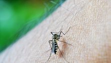 Vacinas aplicadas por mosquitos? Até o momento, só na ficção