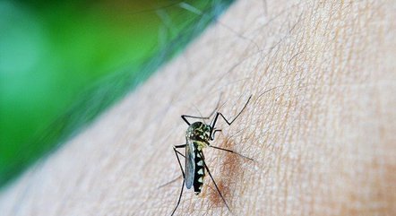 Aedes aegypti é o vetor de transmissão da dengue