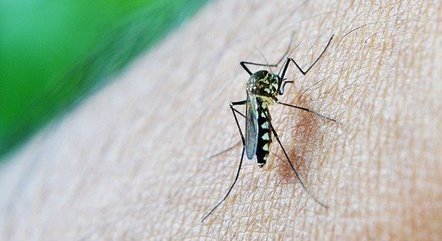 O mosquito pode causar febre chikungunya e doença aguda pelo vírus Zika
