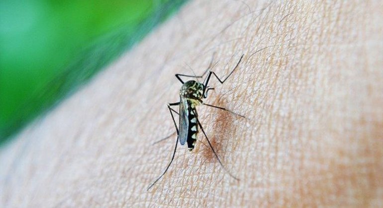 Percepção de que dengue deixou de existir pode levar ao relaxamento de ações de controle
