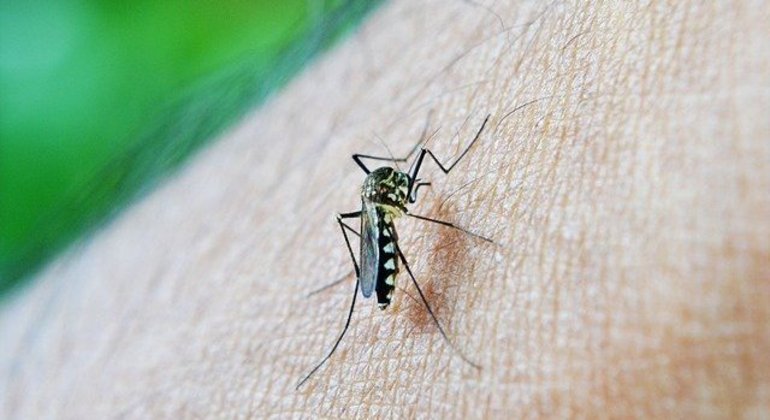 Vírus da dengue é transmitido pela picada da fêmea do mosquito 'Aedes aegypti'