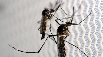 Dengue em BH: regionais Norte, Venda Nova, Nordeste e Pampulha lideram número de casos 