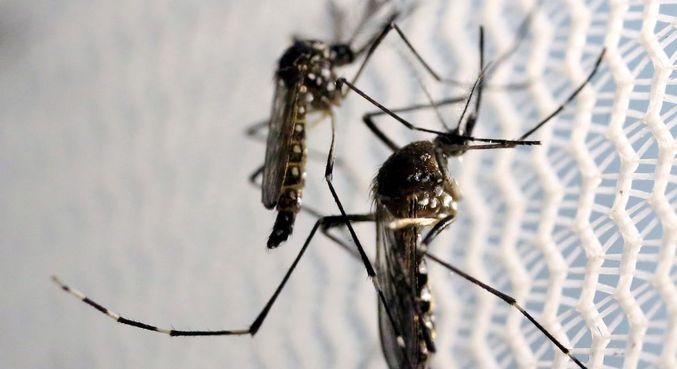 Chuvas abundantes ajudam na proliferação do Aedes aegypti, causador de doenças