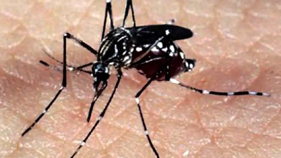 Número de casos de dengue bate recorde da série histórica e supera os últimos 20 anos