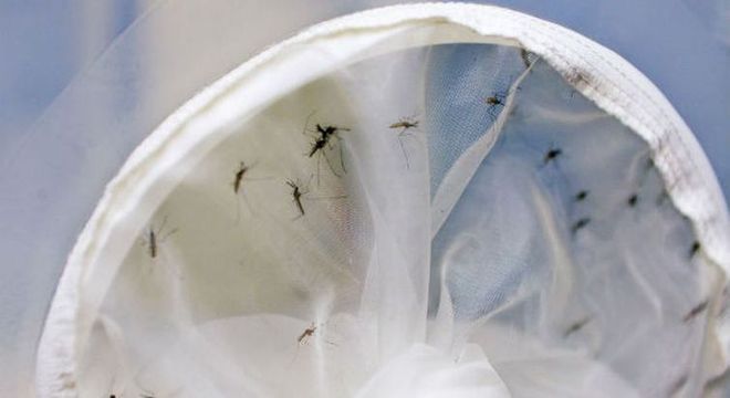 O mosquito Aedes aegypti transmite a dengue, zika e chikungunya