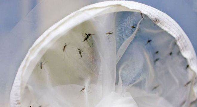 O mosquito Aedes aegypti é o transmissor de dengue, zika e chikungunya
