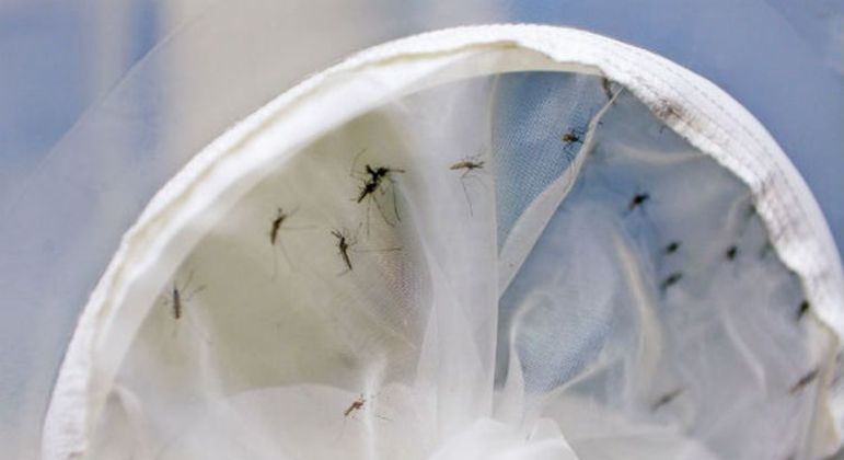 Hoje (19) é celebrado o Dia Nacional de Combate ao Aedes aegypti