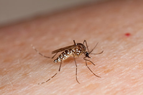 Aedes aegypti se prolifera com tempo quente