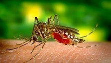 Casos de dengue em SP triplicam neste ano e já chegam a 7.203