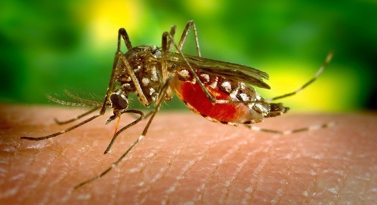 Casos de dengue na cidade de São Paulo triplicam neste ano e já chegam a 7.203