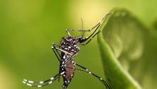 Empresa libera Aedes aegypti com genes modificados nos EUA