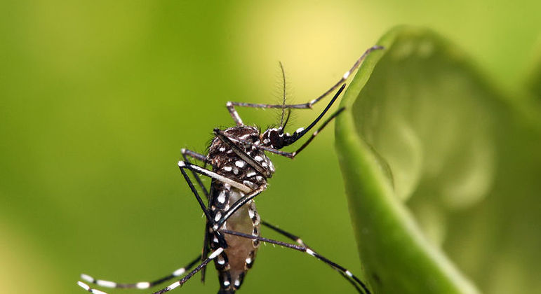Aedes Aegypt, mosquito transmissor da dengue