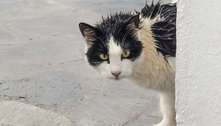 Gatos têm medo de água? Saiba se é verdade e como banhar os felinos, caso necessário