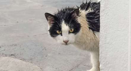 Afinal, gatos têm medo de água?