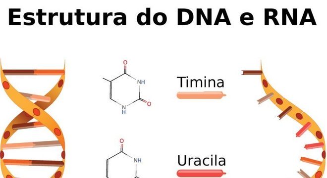 Afinal, o que são Bases Nitrogenadas?