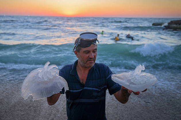 Os palestinos também notaram a grande quantidade de águas-vivas. Este homem chegou a pegar duas nas mãos e posou para fotos numa praia de Gaza na última quinta-feira (28)