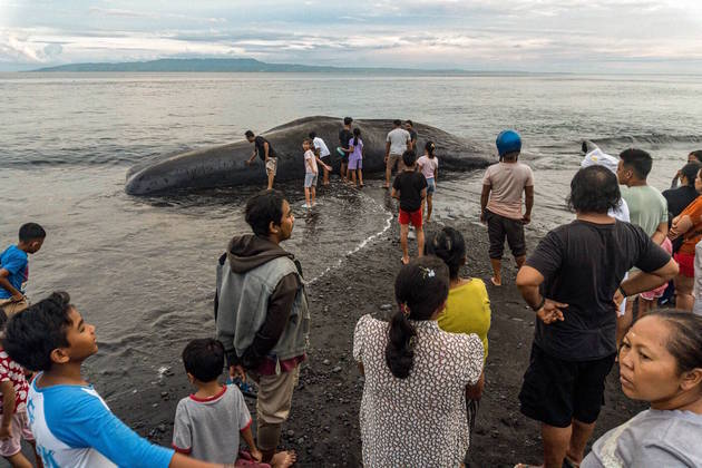 A baleia, de 18 metros de comprimento, passou por uma autópsia na quinta-feira para saber a causa da morte. O resultado ainda não foi revelado